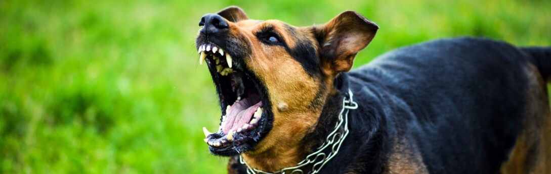 Fort Collins dog bite law firm